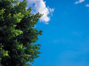 ağaç mavi gökyüzü