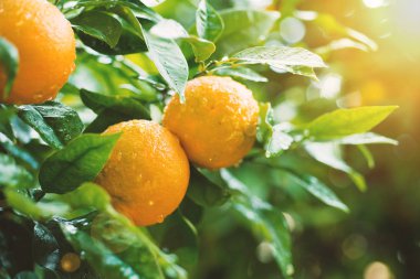 portakal ağacı üzerinde