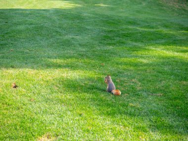 Gri Sincap yeşil çimlerin üzerinde dikiliyor.