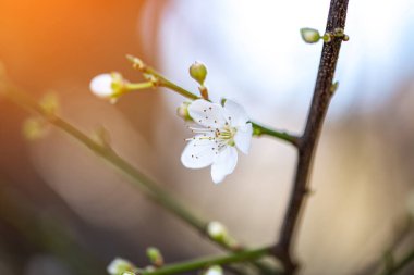 Bahar çiçeği arka plan. Çiçek açan ağaç ve güneş ile güzel doğa manzara flare. Güneşli bir gün. Bahar çiçekleri. Güzel meyve bahçesi.