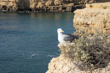 Kayalık deniz kıyısında bir martı, yaklaş.