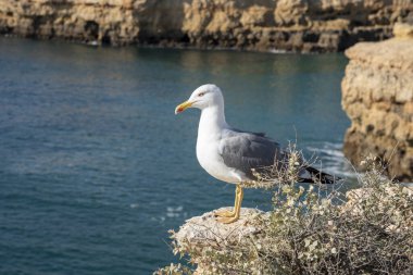 Kayalık deniz kıyısında bir martı, yaklaş.