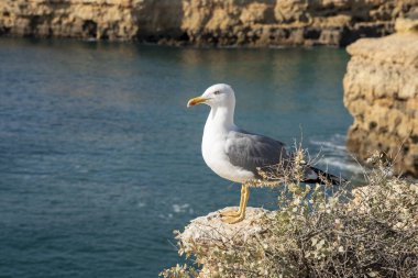 Kayalık deniz kıyısında bir martı, yaklaş.