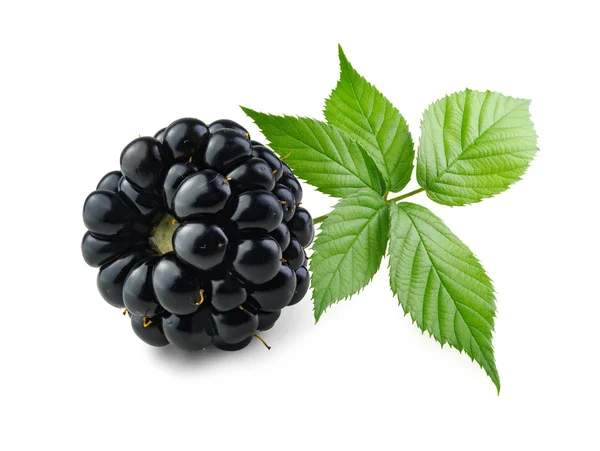 Rama de moras y moras verdes . — Foto de Stock