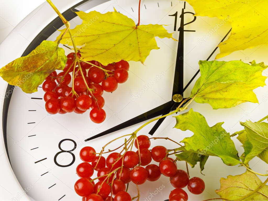 8 o'clock. Clock face with yellow leaves and red ripe viburnum. Autumn time.