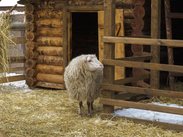Langhaarige Schafe in einem Gehege in der Nähe einer Holzscheune Stockfoto