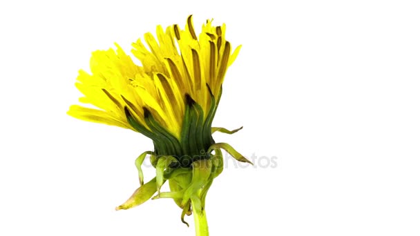 Dandelion flower blooming, turning, on white background. Time lapse — Stock Video