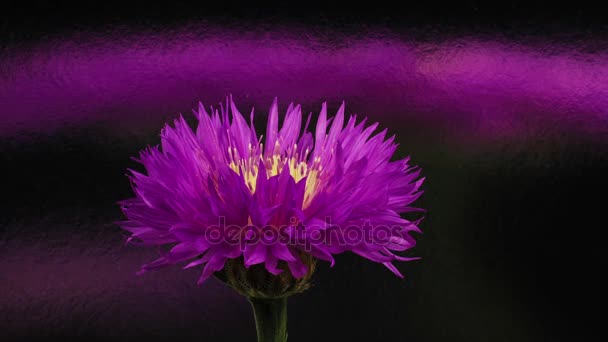 Purple cornflower in bloom. Time lapse video — Stock Video