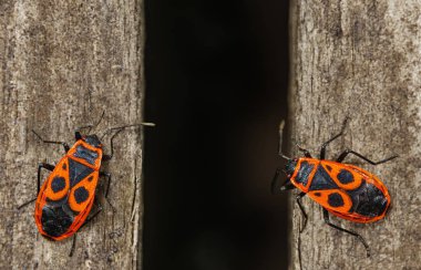 Firebug'ı. İki kırmızı firebugs, ahşap yüzey üzerinde oturan pyrrhocoris apterus.