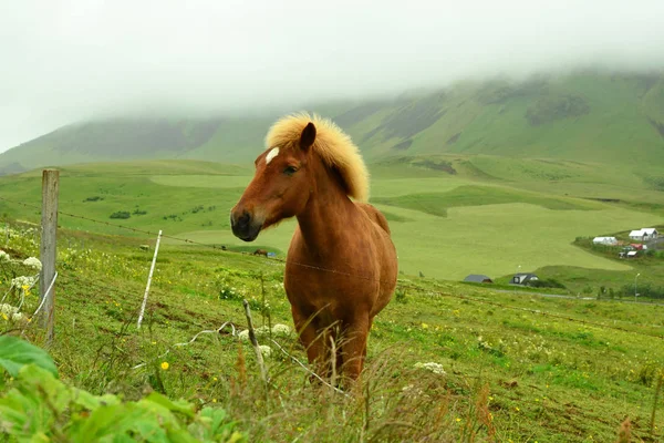 Красивая лошадь в Исландии . — стоковое фото