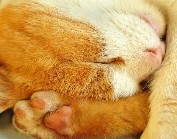 Schlafende rote Katze. — Stockfoto