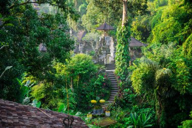 Endonezya orman, Ubud tapınakta