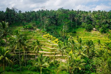 Bali Ubud yakınındaki pirinç terasları