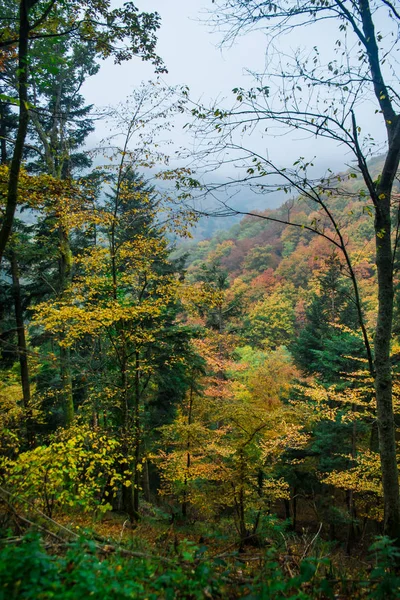 阿尔萨斯山的秋天 — 图库照片