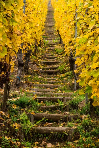 Escaliers en bois dans les vignobles d'Alsace en automne — Photo