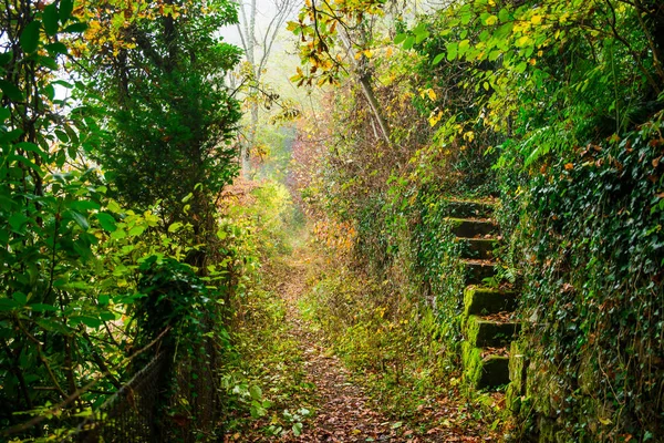 Осенний путь со старыми каменными ступенями во Франции — стоковое фото