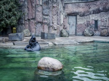 kürk yayın balığı wate yüzme havuzunda mühür