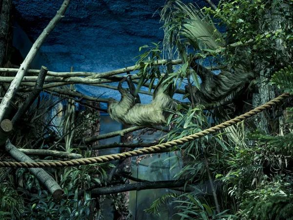 Лінолеум Гілці Дерева Тропічні Джунглі Дерево — стокове фото