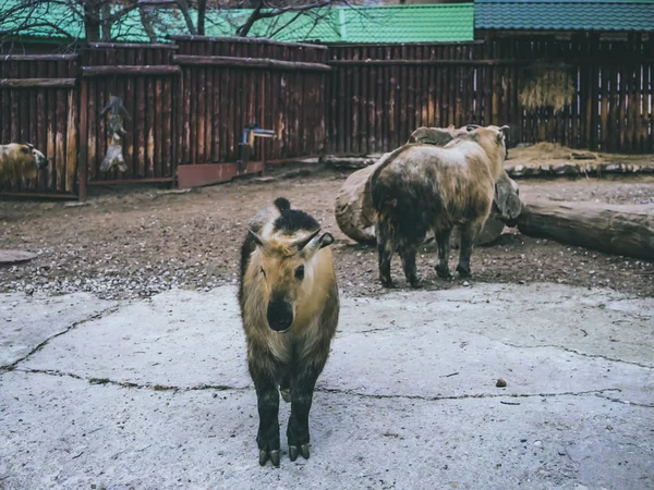 Tama Djur Djurparken Närbild Zoo Gård Skog Höstlöv — Stockfoto