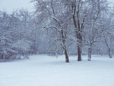 Sibirya orman karlı ağaç ile dondurulmuş