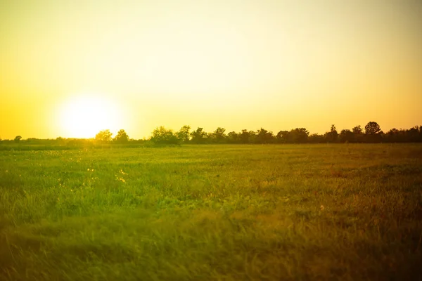 Idilli nyári mező fűpanorámával, tájkép naplementekor — Stock Fotó
