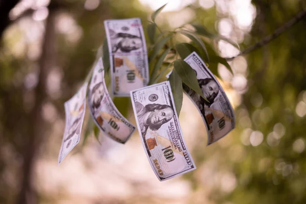 Rama de árbol con papel moneda creciendo en ella —  Fotos de Stock