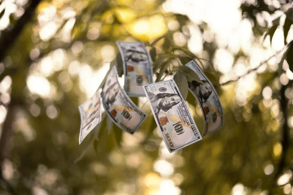 Gałąź drzewa z papierowymi pieniędzmi dolara rośnie na nim — Zdjęcie stockowe