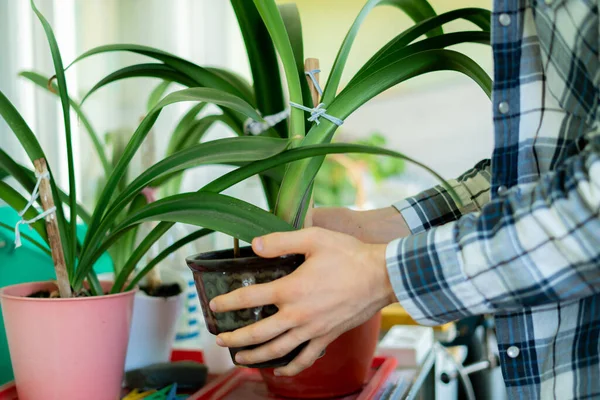 Persona manos claras y cuidar de las plantas en macetas —  Fotos de Stock