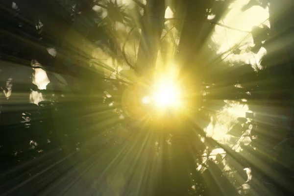 Zonnestraal komen door de drie takken en bladeren bij zonsondergang — Stockfoto