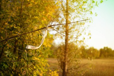 Yolu göstermek için ağaç dalında sallanan bir turist treni işareti.