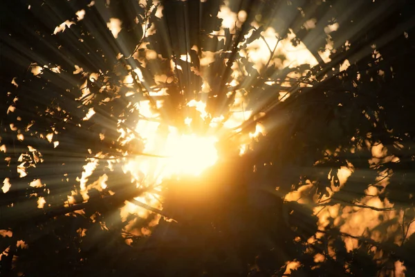 Sonnenstrahlen Kommen Während Des Sonnenuntergangs Durch Die Drei Äste Und — Stockfoto