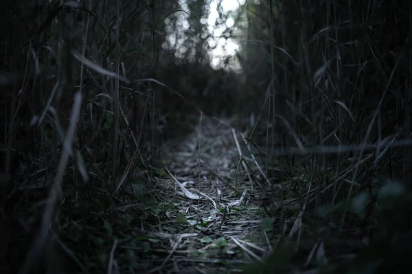 Luz Longe Floresta Misteriosa Escura Com Caminho Iluminado — Fotografia de Stock