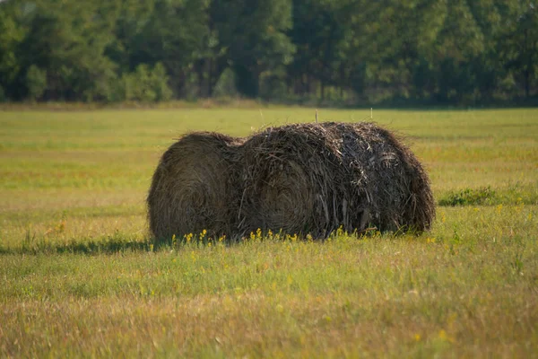 Höstack Rulla Sommarfältet Solsken Livsmedel För Husdjur — Stockfoto