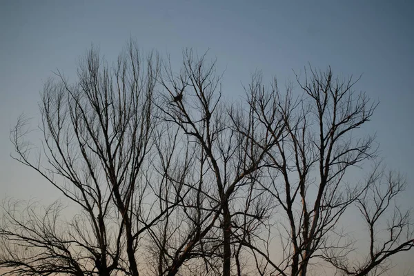 Сухе Мертве Дерево Гілки Небі Пустелі Під Час Посухи — стокове фото