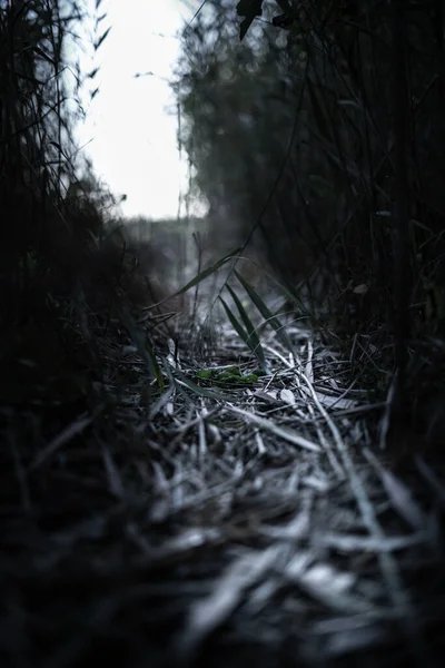 Світло Далеко Темному Таємничому Лісі Світлим Контуром — стокове фото