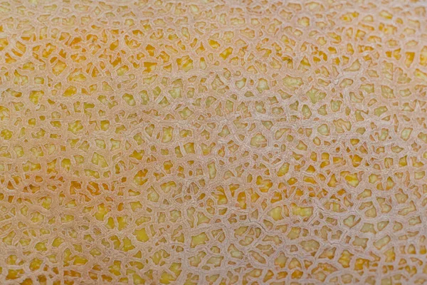 A close up white torpedo melon fruit texture background mock-up. — Stock Photo, Image