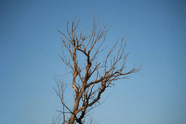 Ramos de árvores secas mortas contra o céu no deserto durante a estação de seca — Fotografia de Stock
