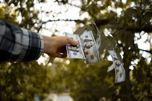 Para Ağacı Dalında Büyüyen Banknotları Toplayan Toplayan Insanlar — Stok fotoğraf
