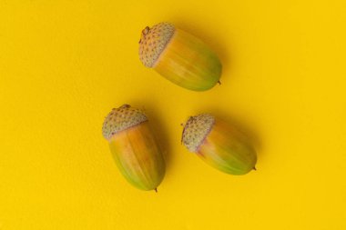 Arka planda meşe ağacı üst görüntüsünden izole edilmiş meşe palamudu cevizi