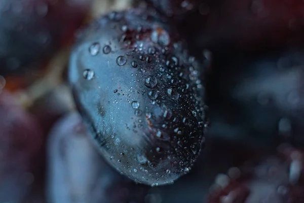 close up macro of blue fresh organic grapes with the water drops on it