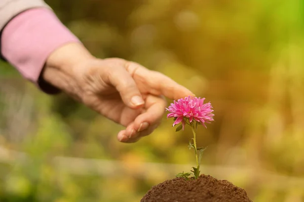 the contact between human and nature, senior woman finger touch the lonely flower