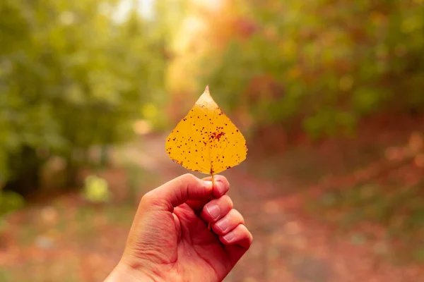 Dłoń Trzymająca Jesienny Liść Lesie Kolorowa Złota Scena — Zdjęcie stockowe