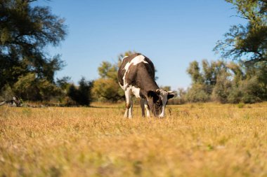 Tarlada duran mutlu, komik, bekar bir inek, doğa manzarası, yaz