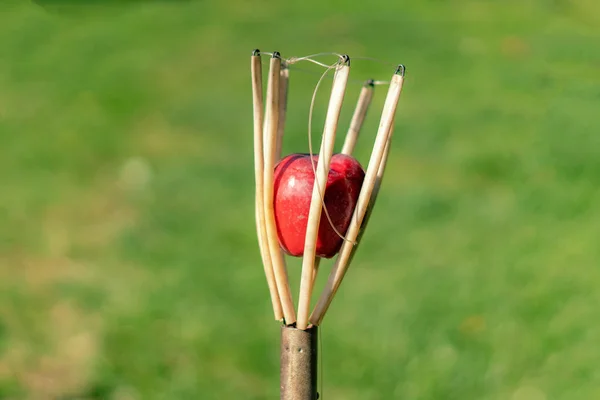 Fruit Catcher Gather Apples Tree Gadren — Stock Photo, Image