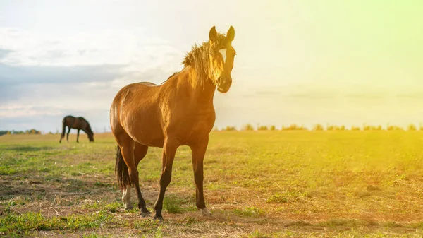 Glückliches Braunes Pferd Steht Einem Sommertag Auf Dem Feld — Stockfoto