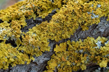 Ağaç dalındaki yeşil yosunların soyut ayrıntıları, makro görünüm