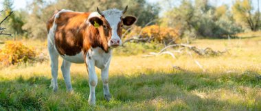 Tarlada duran mutlu, komik, bekar bir inek, doğa manzarası, yaz