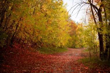 Sonbahar sahnesi, yere düşen yapraklar ormanda yolda.