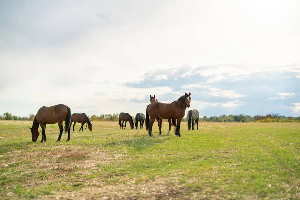Panorama uitzicht op een aantal paarden in het veld op zomerdag, huisdieren concepten — Stockfoto