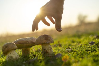 Güneş ışığı altında çim tarlasında yetişen mantar boletusunu elle toplamak ya da toplamak.